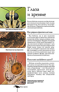 Taureņi. Ilustrēts ceļvedis